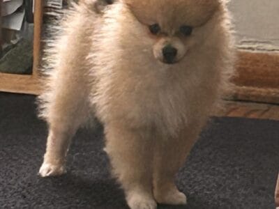 Pomeranian Puppy 9 weeks old