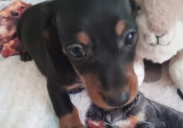CKC DACHSHUND MINI Black&Tan WILLOW