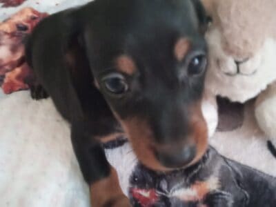 CKC DACHSHUND MINI Black&Tan WILLOW