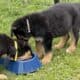 Hi I’m Nokie a 10.5 week Shepherd pup from Butler