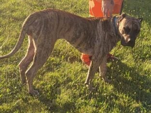 Full blooded presa canario psycho bloodline