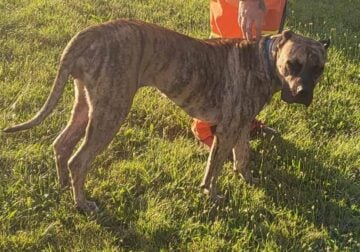 Full blooded presa canario psycho bloodline