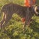 Full blooded presa canario psycho bloodline