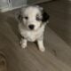 mini Australian shepherd’s