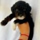 Toy poodles