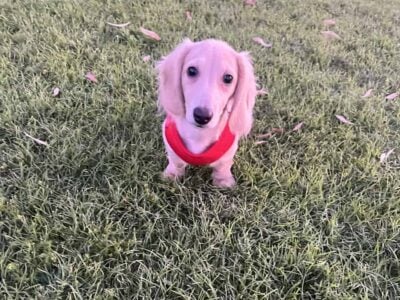 Dachshund Male puppy