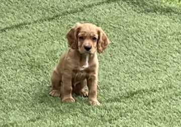 AKC Registered English Cocker Spaniel Puppies