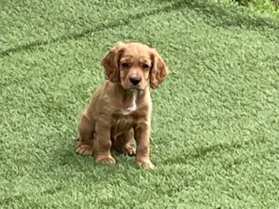 AKC Registered English Cocker Spaniel Puppies