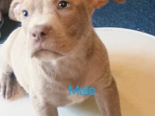 Bully puppies
