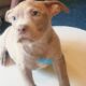 Bully puppies