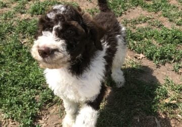 AKC Standard Poodle Puppies