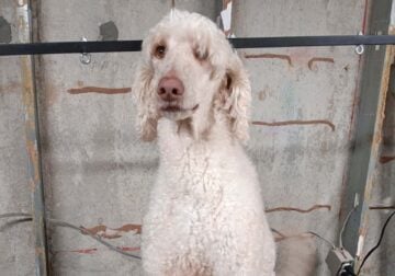 Standard Poodle
