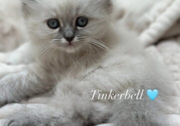 Beautiful Himalayan Kittens Available