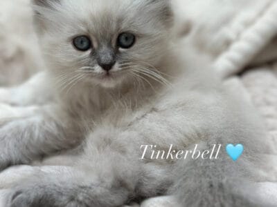 Beautiful Himalayan Kittens Available