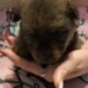 Pomeranian puppies