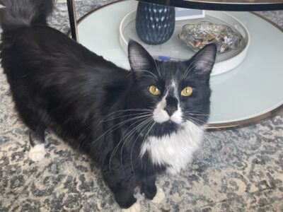 Sweet 12-mo kitty looking for a family