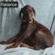 Patience