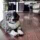 tricolor merle male bernedoodle