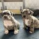 Blue Tri Merle XL American Bully