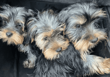Yorkie