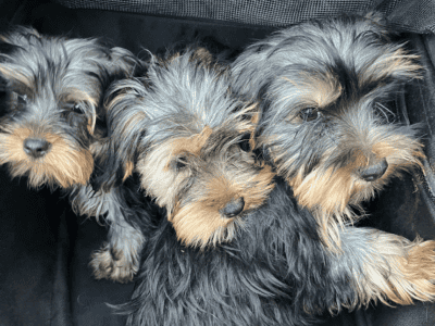 Yorkie