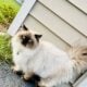 Persian Himalayan
