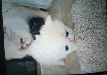 Persian Kittens