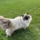 Persian Himalayan