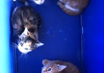 Free Kittens