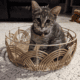 4 Month Old Female Bobtail Kitten