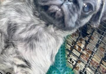 Pug pu4