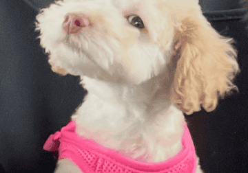 Mini poodle mix