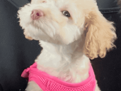 Mini poodle mix