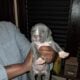 Blue Merle Puppys 5/11/25