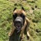 1 year old AKC registered female