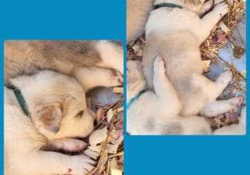 Great pyrenees/husky pups