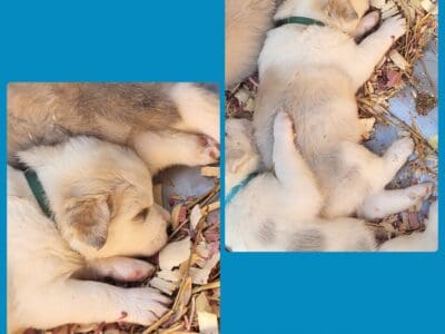 Great pyrenees/husky pups