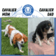 AKC CAVALIER PUPS