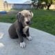 Triple Registered American Bully Puppies