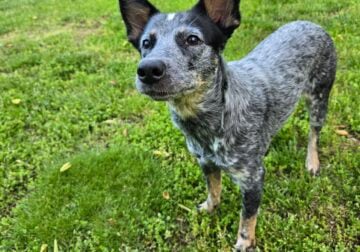 Mini blue