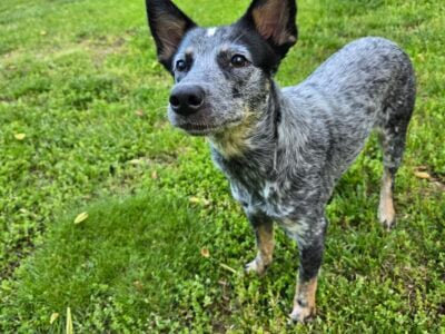 Free Mini blue heeler