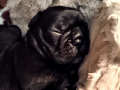 French Bulldog Puppies 🐶