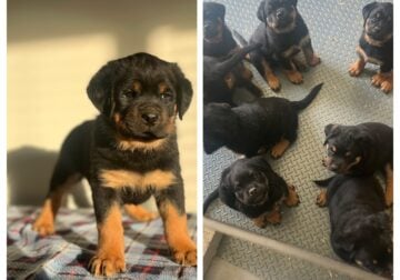 German Rottweilers