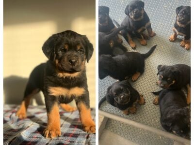 German Rottweilers