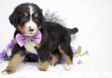 AKC Bernese Mountain Dog Jack