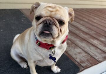 4 year old spayed female Pug