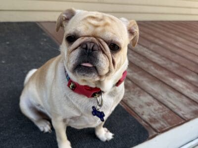 4 year old spayed female Pug