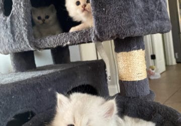 Fluffy Royalty: Persian Chinchilla Kittens
