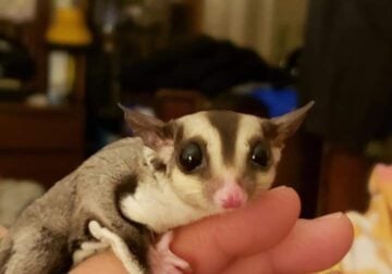 6 yr old male sugar glider named petrie.