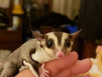 6 yr old male sugar glider named petrie.